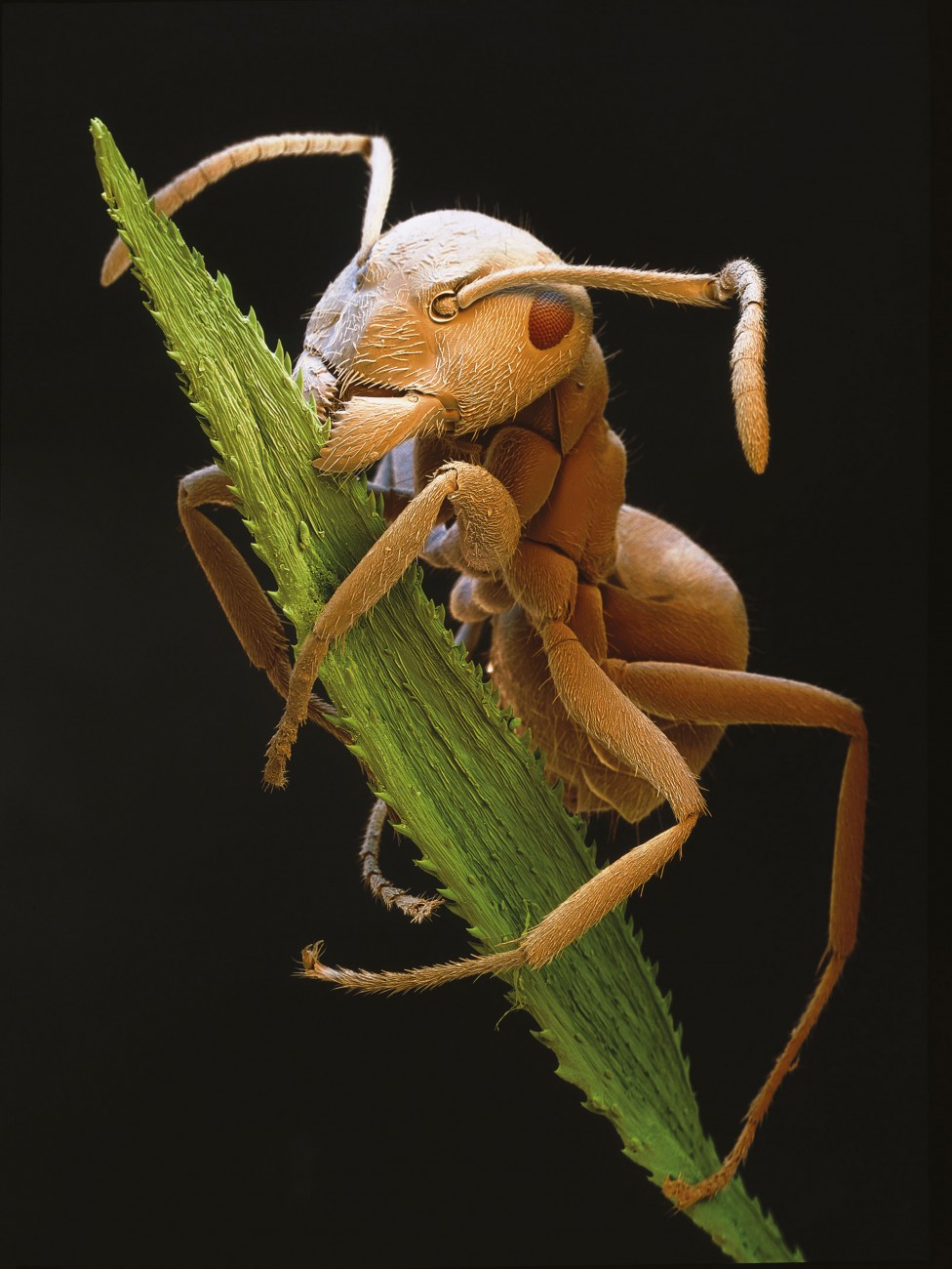 Body Snatching Parasites New Zealand Geographic