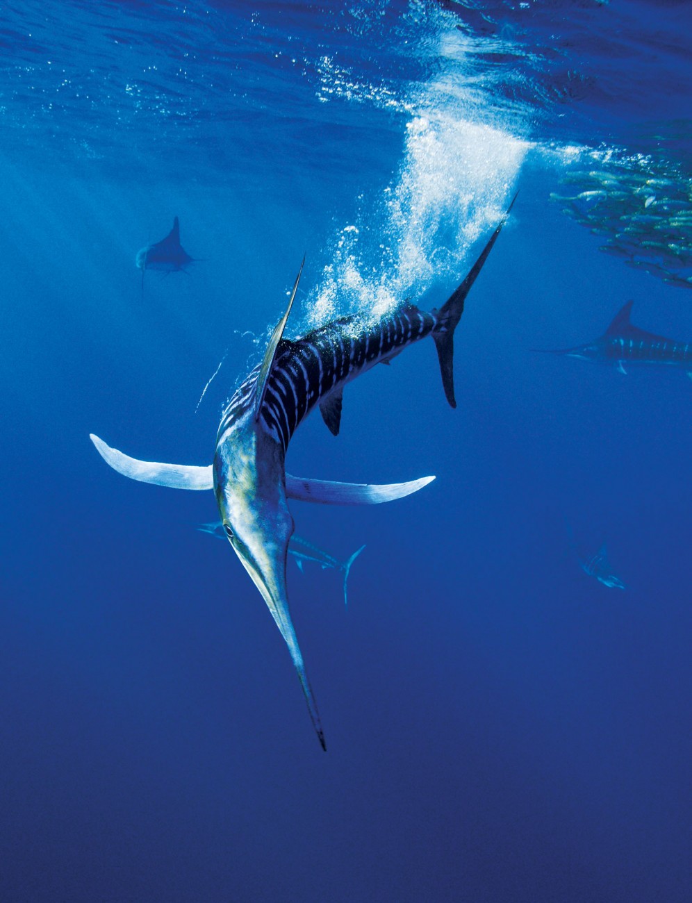 Striped marlin are fast growing and short lived. Mature at two to three years, they are generally dead at ten. Like many predatory fish, marlin are “counter coloured”—dark on top and light underneath—a pattern that is thought to make them less visible to prey. They attack at up to 80 km/h and the bold vertical colour bars, which become accentuated during feeding, are thought to confuse prey.