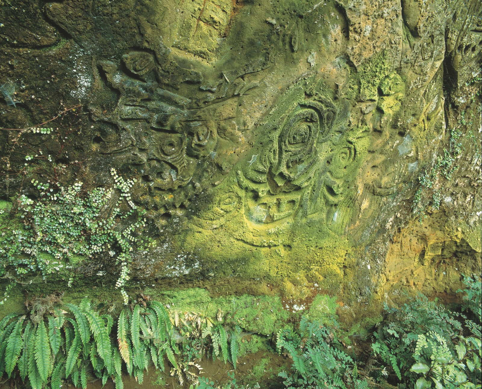 103_RockArt_bodyimage8 In Waverley, Taranaki, a frieze of spirals, manaia, carved lizards and richly interwoven anthropomorphic forms cover a 20 sqm sandstone bank, the southern-most rock art site in the North Island. First noted by Europeans in 1895, the degradation of these carvings has been recorded but is ongoing. A conservator’s report in 1993 recommended upgrading the barrier, stabilising erosion, installing signage and setting up a monitoring programme. None of these measures have been implemented. Today the impact of water, weathering, vegetation and vandalism is obvious. Part of the bank has slipped, tree roots bar access and the existing barrier fence is damaged. “It’s important for people to see it,” says current farm owner John Hickey, “but something needs to be done to make it more accessible.” The local Rotary club is now working on a project to improve access and security.