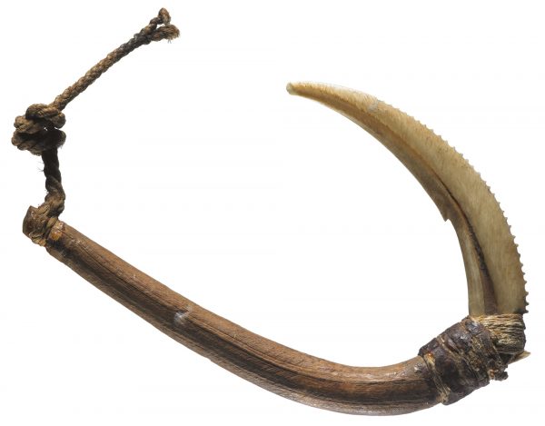 Slender hooks with wide gapes were used to capture albatross and other seabirds for food and feathers, and can be distinguished from hooks intended to catch fish by the lighter construction and lack of an inturned point. Many of these hooks were collected by early explorers, suggesting that the taking of seabirds with hook and line was an important source of food and feathers for Maori. (105 mm length)