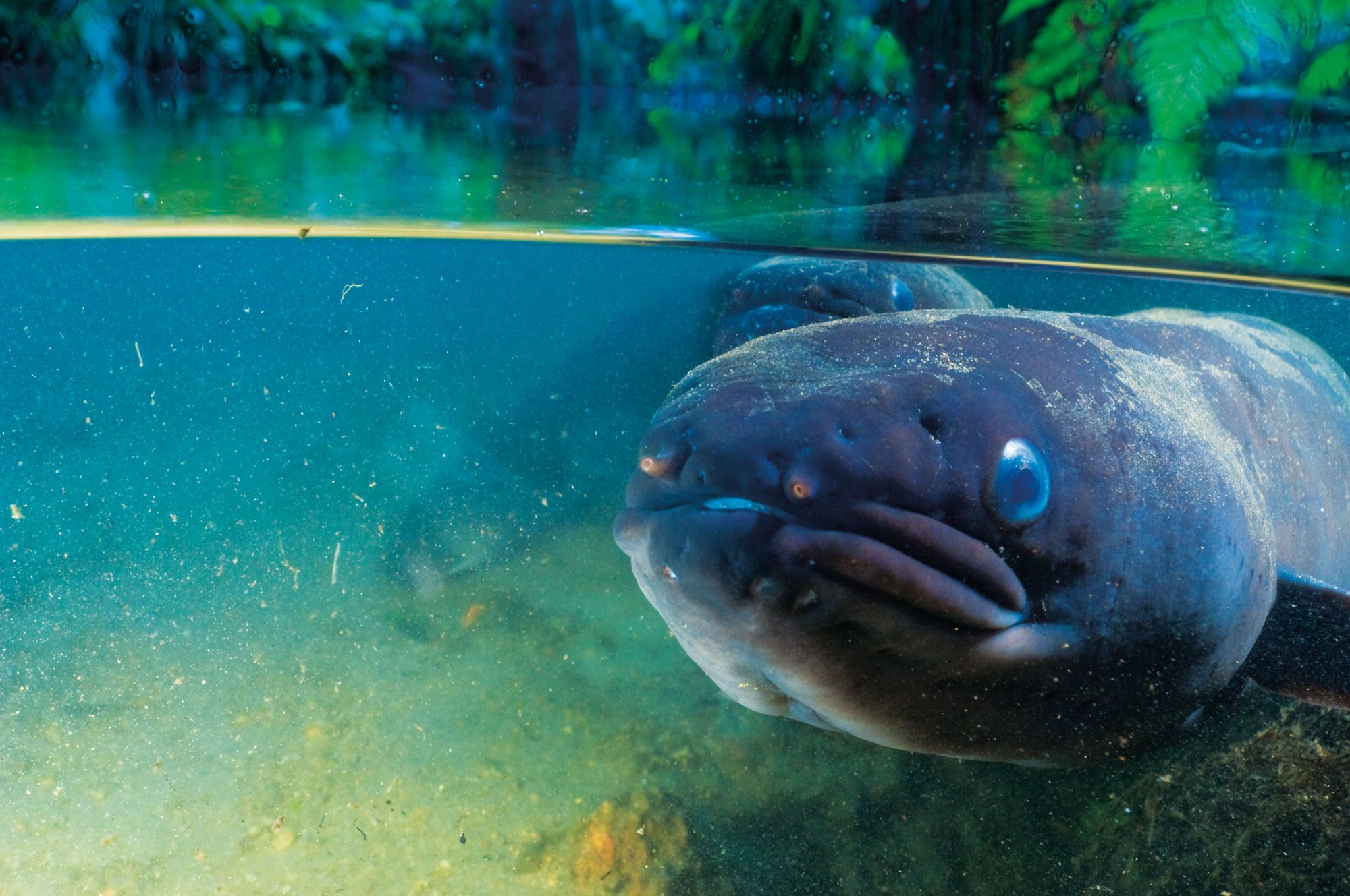 See an Underground Mammal Found Inside a Fish