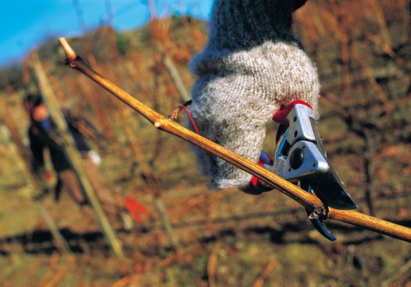 The climatic extremes of Central Otago—minus 21.6ºC was recorded here in July 1995, and 35.2ºC in January 1959—have been conducive to growing a variety of grapes as well as giving rise to eccentric outdoor pursuits like curling.