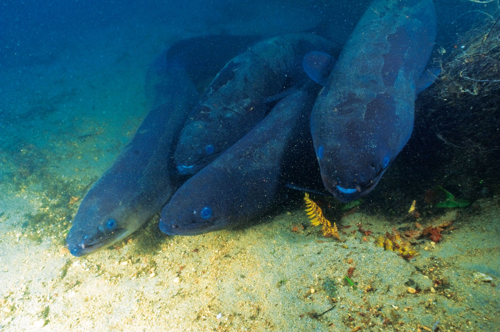 Longfin eels generally hide during the day under river banks, woody debris and aquatic plants, or congregate together if shelter is in short supply, even forming large, writhing “eel balls” with their tails pointing inwards.  Only females too large to be taken by black shags or other predators will venture out between dawn and dusk.