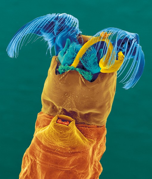 Sandfly larvae are filter feeders, cementing themselves to stones or driftwood, where they fan swift currents with retractable ‘nets’ arranged around their mouths.