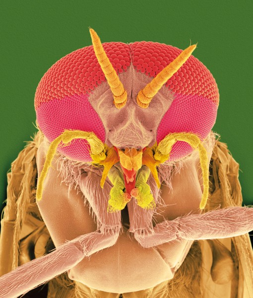 The eyes have it! Unlike their female counterparts, male sandflies have two distinct eye facet sizes. This may help them better spot potential mates while in flight.