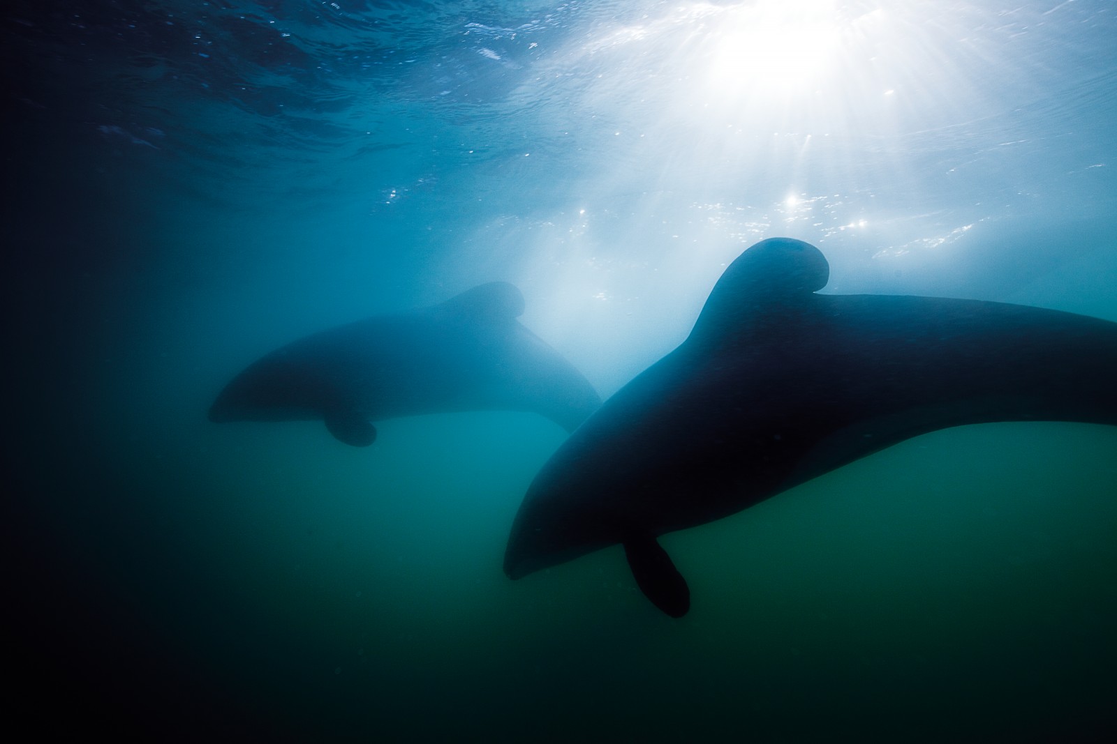 A group of Hector’s dolphins catch the light just outside Akaroa Harbour. While University of Otago projections suggest that there may once have been more than 10,000 on this Canterbury coast, the Hector’s dolphin population on the east coast of the South Island has been dramatically reduced by gill-nets and now numbers barely 2000 individuals. However, these dolphins were among the first to benefit from the establishment of a marine mammal sanctuary in 1988 (which was subsequently expanded in 2008), and researchers believe that, given fishery’s compliance to the new regulations, the population might recover slowly, adding 450 to their number by 2050.