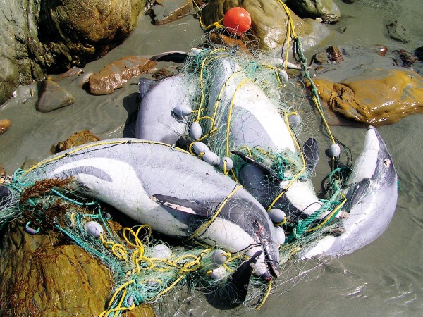 Though gill-nets have been in use for 3000 years, nylon—which was used in nets from 1970 in New Zealand—was many times stronger and more durable than natural fibres. Longer nets could be set, more nets could be maintained, and mechanical devices such as powered drums could be used to retrieve them. In a morbid tribute to the strength of synthetic fibre, four individuals (two male, two female) washed up in a recreational set net at Neil’s Beach in Jackson Bay in October 2005. Since 2008, gill-netting has been banned on the West Coast within two nautical miles of shore, though this regulation applies to commercial fishermen only during the three months of summer. 