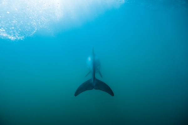 A lone juvenile Maui’s dolphin disappears into the Tasman murk, destination unknown. Only a total ban of gill-netting in its current and historic range will give this subspecies a future. 