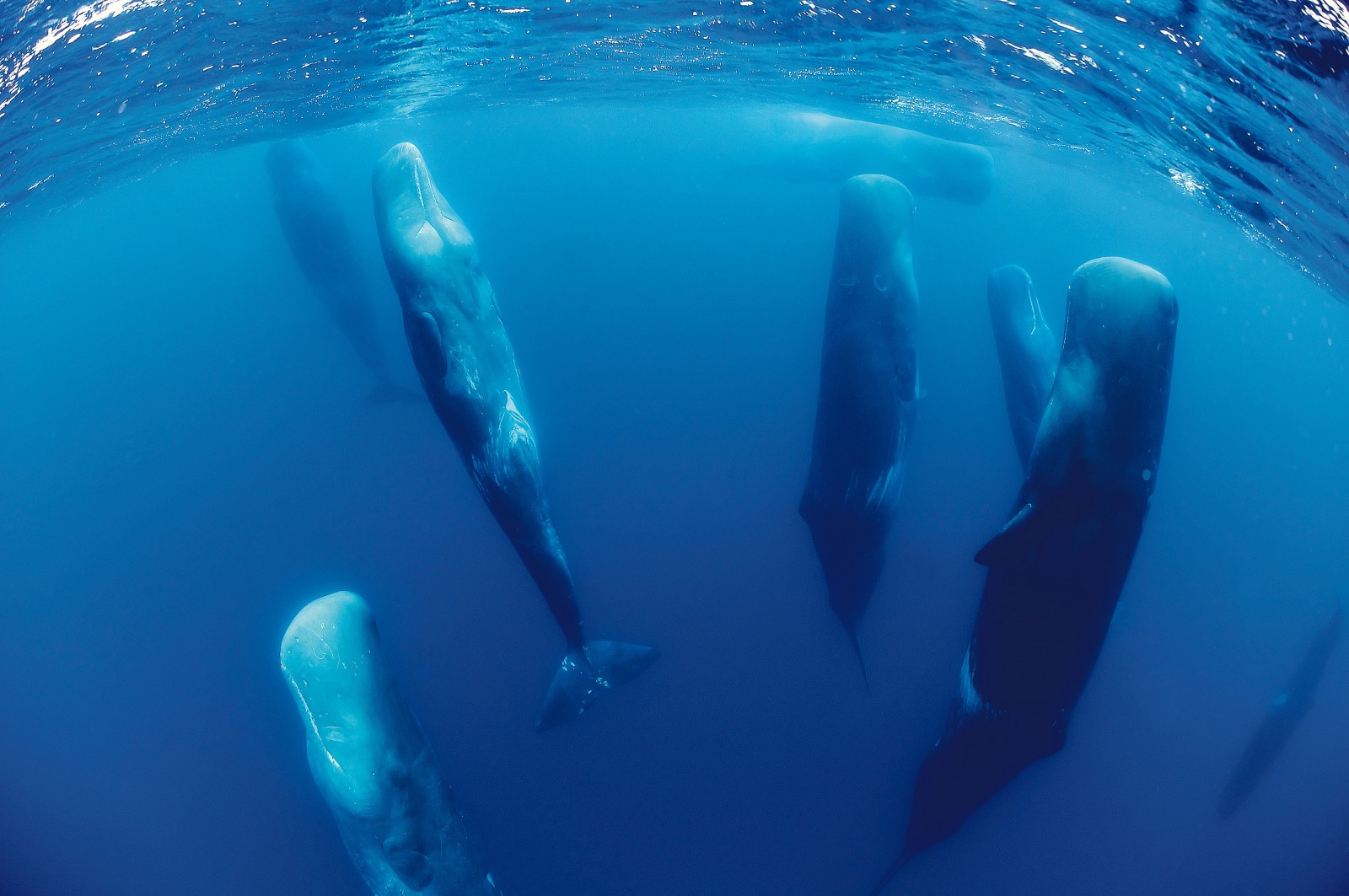 Sperm whales often rest in an upright position, and in close proximity to each other. Clustering may function as a defence against surprise attacks by predators, but it is just as likely to be a way of reinforcing group bonds and maintaining ‘social capital’. magnus lundgren/nature picture library