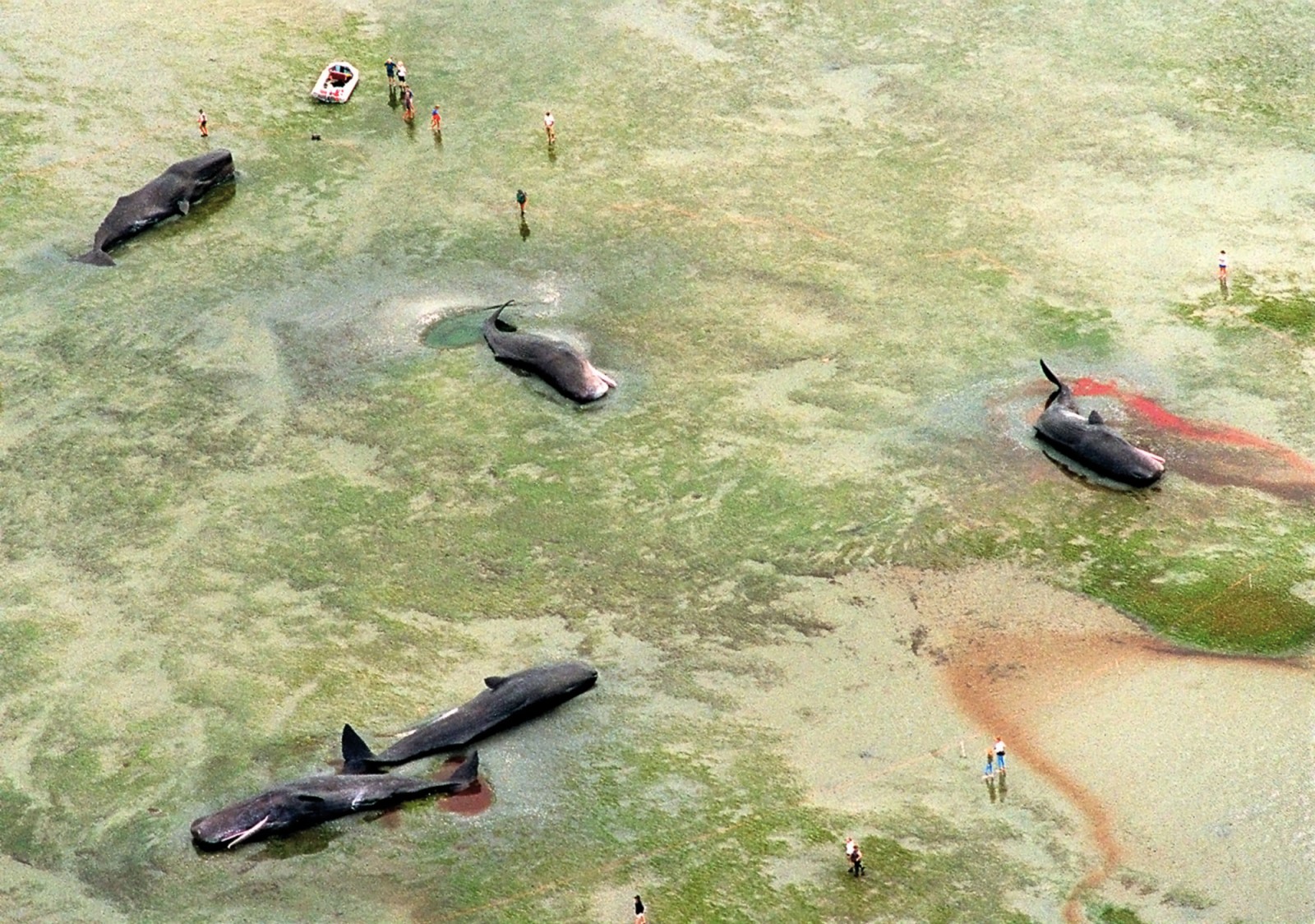 New Zealand shorelines have proved treacherous to sperm whales on multiple occasions, including in February 1997 when five whales beached on the gently shelving mudflats at Puponga, Golden Bay. Attempts to rescue them were unsuccessful. It is still not fully understood why whales strand, although there are no shortage of theories. Whales are guided by their sonar and the sounds they emit bounce back to them by way of resonance along bones in their lower jaws that act as a kind of vibrating tuning fork: a positive casting bounces off the shoreline while a negative one indicates the open sea. A poor sonar response attenuated by a gently sloping shoreline (as in Golden Bay) is one widely touted explanation as to why whales get into difficulty.