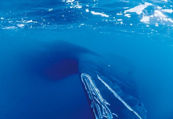 A tooth-raked fluke suggests an encounter with an orca, one of few predators that can tackle a sperm whale. Orcas attack in packs, like wolves, wearing down their prey—which often form defensive rosette formations, heads in, flukes out—until eventually lunging in for the kill.