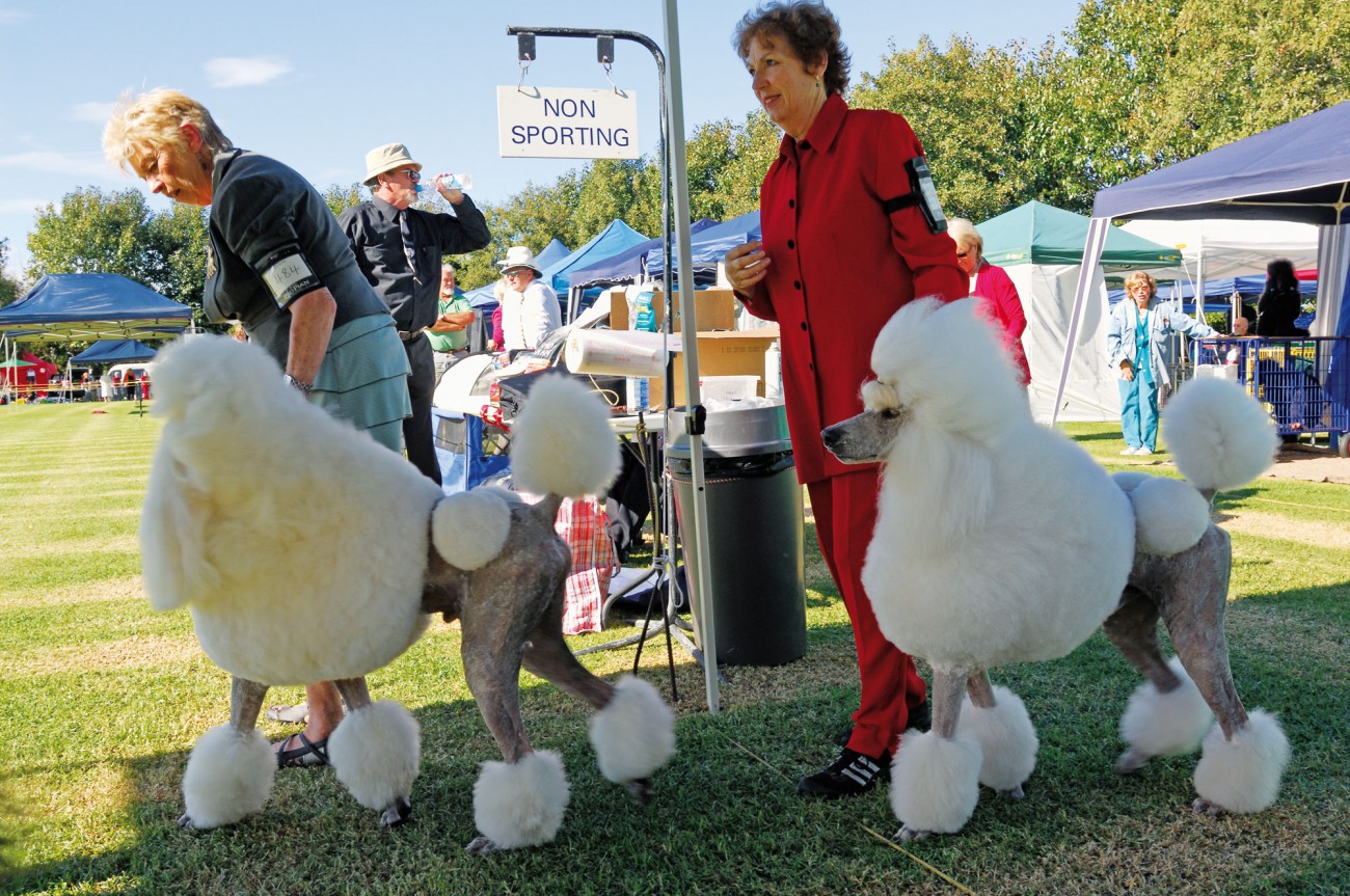 116_dogshow_bodyimage5