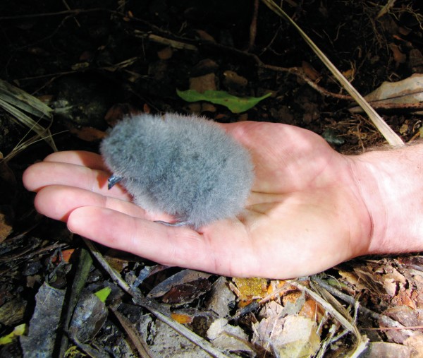 This week-and-half-old puff ball is the first New Zealand storm petrel chick in the hand. It has lost its egg-tooth, a small projection on the bill it would have used to pierce the egg shell. After a short ‘guard stage’ during which a parent will stay in the nest, the chick remains alone in the burrow until fledging—about 50-60 days after hatching. Remote video monitoring showed that this chick was being fed by both parents on some nights.