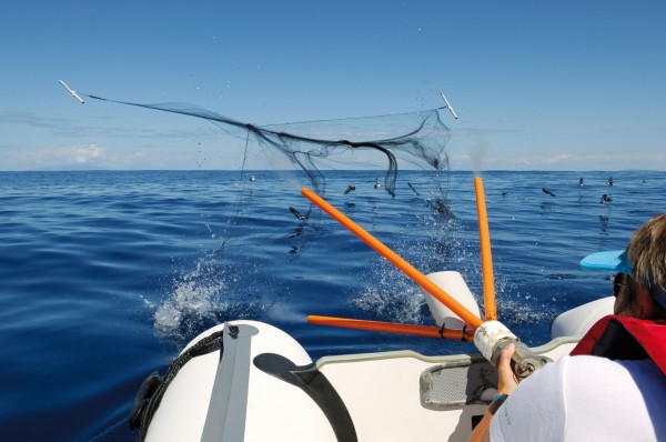 Bang! An explosion of gas from an adapted propane cylinder sends four projectiles—one on each corner of a 16-square-metre mist net—shooting across the water. The shooter, Karen Baird, aims to dig the bottom projectiles into the water in front of the target bird to spread the net out before settling over the bird. Both the projectiles and net float, so that captured birds are quickly retrieved. The contraption, invented by the team, has been gradually improved so that tangles (pictured) are now rare events.