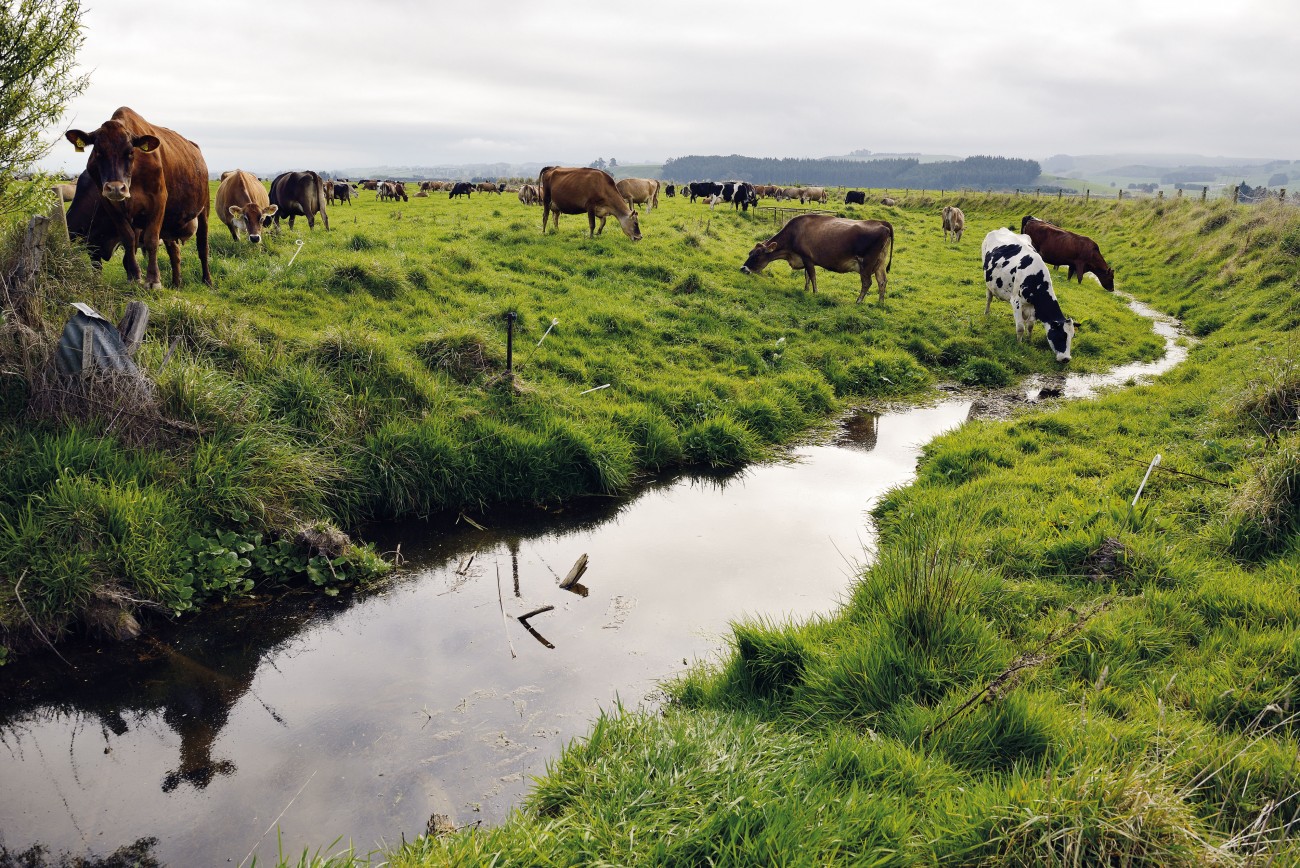 Since 2007, the national dairy herd has swollen by another million animals to more than six million. Each cow produces around 23 litres of urine a day, soaking the rural landscape in nitrogen and phosphorus; natural fertilisers that go on boosting plant growth even after they’ve leached into the nearest waterway. Such uncurbed nutrient loads can spur algal growth to a plague, robbing so much oxygen from the waters that aquatic creatures suffocate. In Canterbury, nitrate loads are burgeoning in drinking groundwater where, the region’s Medical Officer of Health, Alistair Humphrey warned last year, they pose a threat to infant health.