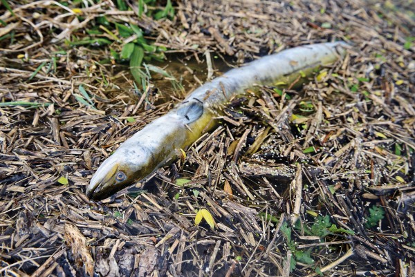 An eel lies dead on the banks of the Manawatu River near Foxton. Already one of the filthiest rivers in the western world, the Manawatu suffers a further 75,600 cubic metres of discharged waste each day, as well as leached nutrients from agriculture and horticulture. Horizons Regional Council’s ambitious proposal to clean up the river—known as the One Plan—includes nutrient caps and land-use plan changes. In 2012 the Environment Court declined appeals against the plan from Fonterra, Federated Farmers and others, but researchers say it could take until 2020 before the river begins to function normally again.