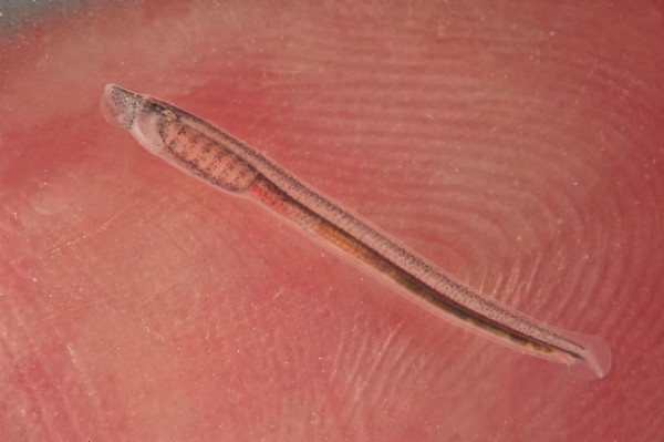 ‘Tiny Tim’, a developing larva, is closely monitored from the point of hatching by researchers at NIWA, following the discovery at the end of 2013 of the first ever lamprey nest to be found in the southern hemisphere. When this photograph was taken in NIWA’s lab in Riccarton, Christchurch, in early February 2014, Tim was five weeks old and measured just 15 millimetres.