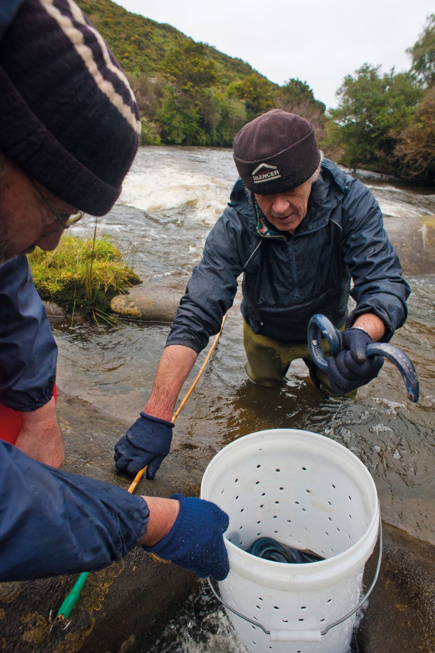 Migratory lamprey—kanakana or piharau—are are an important customary fishery for Maori. On the Waikawa River, kaumatua and customary ‘monitors’ Duncan Ryan and Keith Bradshaw, collect samples of adults, to check for ‘lamprey reddening syndrome’.