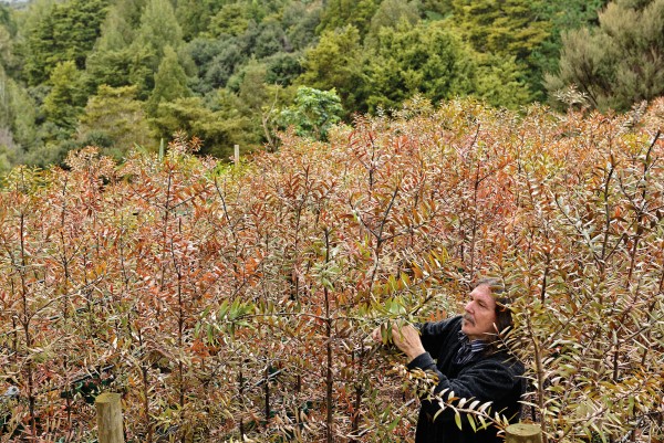 128_forests_bodyimage1 Logging protestor, nurseryman and tree planter Stephen King tends kauri saplings in a nursery on the edge of Waipoua Forest, in Northland. Waipoua—a refuge of giant kauri up to 2000 years old—was protected as a sanctuary in 1952 after a hard-fought public battle. King co-founded the community-based Waipoua Forest Trust in 1999 to help restore areas around the sanctuary and safeguard its vital watersheds.