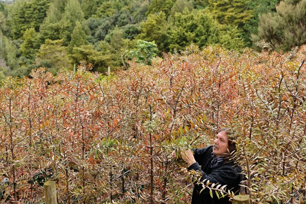 Logging protestor, nurseryman and tree planter Stephen King tends kauri saplings in a nursery on the edge of Waipoua Forest, in Northland. Waipoua—a refuge of giant kauri up to 2000 years old—was protected as a sanctuary in 1952 after a hard-fought public battle. King co-founded the community-based Waipoua Forest Trust in 1999 to help restore areas around the sanctuary and safeguard its vital watersheds.