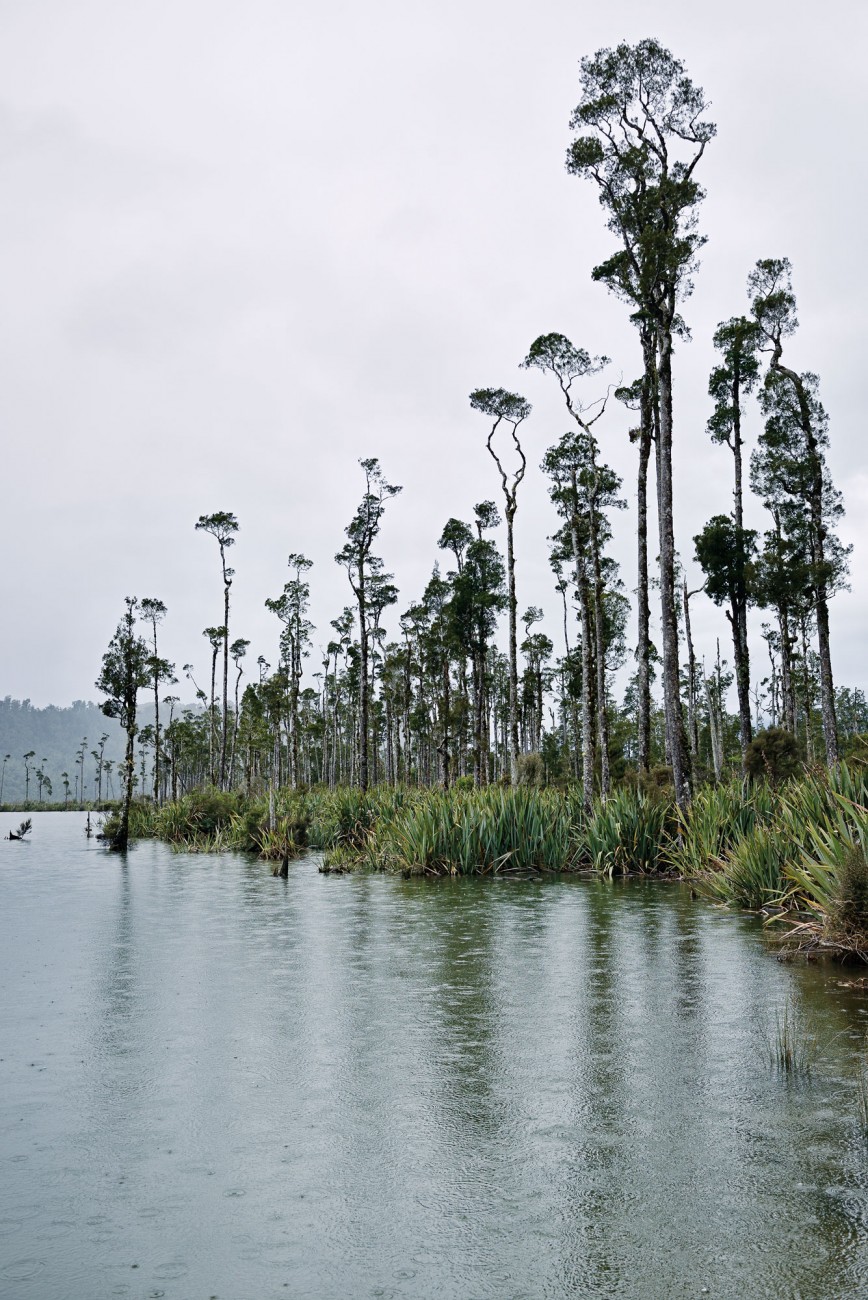 New Zealand’s tallest tree, kahikatea, was ruthlessly extirpated so that the lowland swamps which are its usual habitat could be drained for farmland. Only fragments of those vast forests remain, most notably in South Westland, where they have international status as part of Te Wahipounamu/South Westland World Heritage Area.