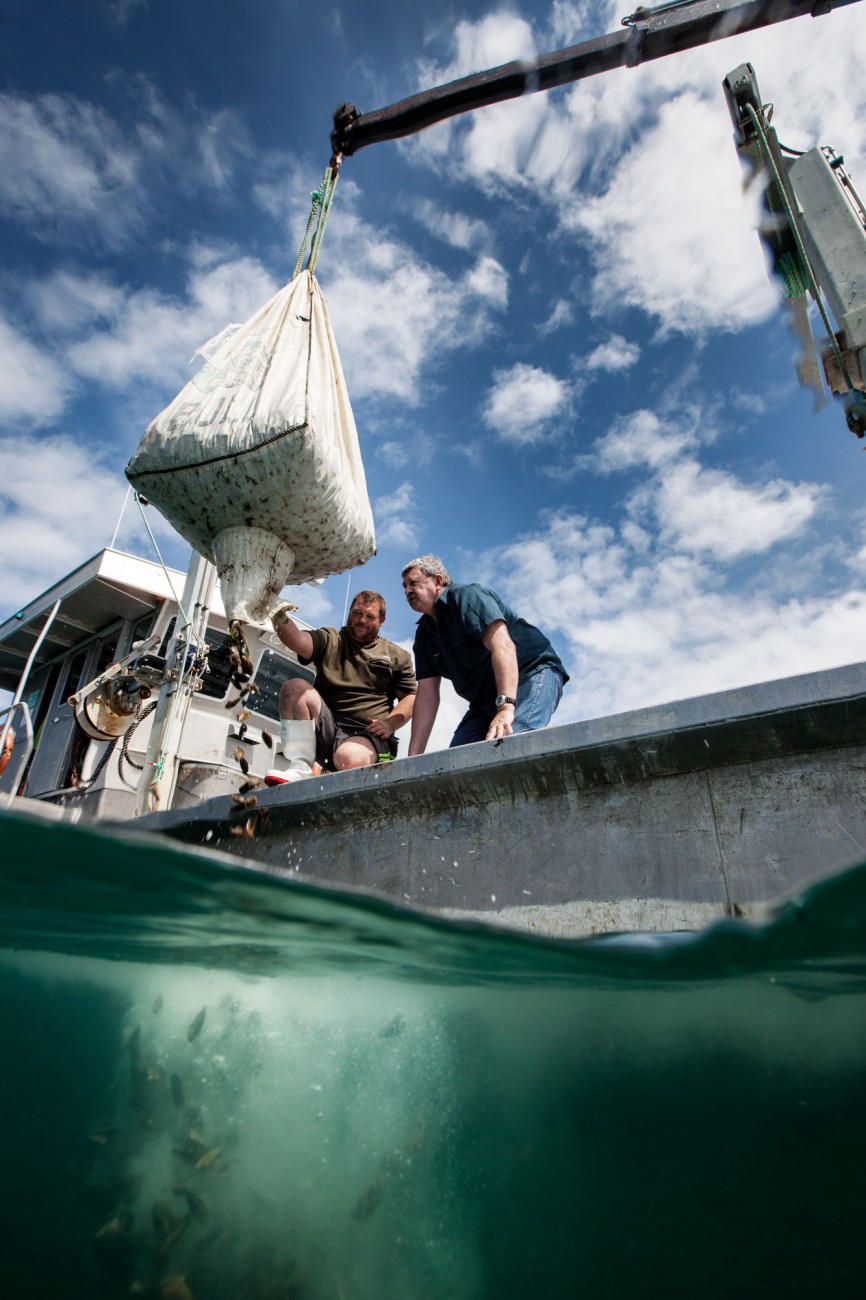 Once famous for its mussel reefs, the Firth of Thames lost these water-cleaning, fish-supporting habitats through dredging and overfishing, which culminated in the collapse of the mussel fishery in the 1960s. A community trust called Revive our Gulf is seeking to reinstate the reefs by dropping tonnes of surplus mussels from nearby aquaculture operations in the hope that they will mat together and form permanent reef structures on the seabed. Mussel farm owner Pete Bull (right) and manager Vaughan Bronlund add a few more tonnes to a site east of Waiheke Island.