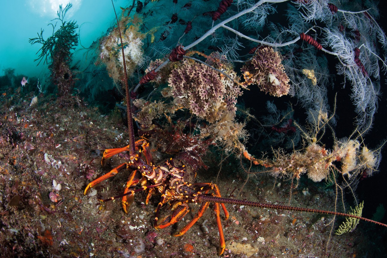 The government-set total allowable commercial catch of rock lobsters in Fiordland has doubled since a local group, the Fiordland Marine Guardians, implemented a conservation strategy in 2005 to sustainably manage Fiordland’s marine environment and fisheries. The daily bag limit for recreational fishers has also been increased—from three to six—in recognition of the health of Fiordland lobster stocks.