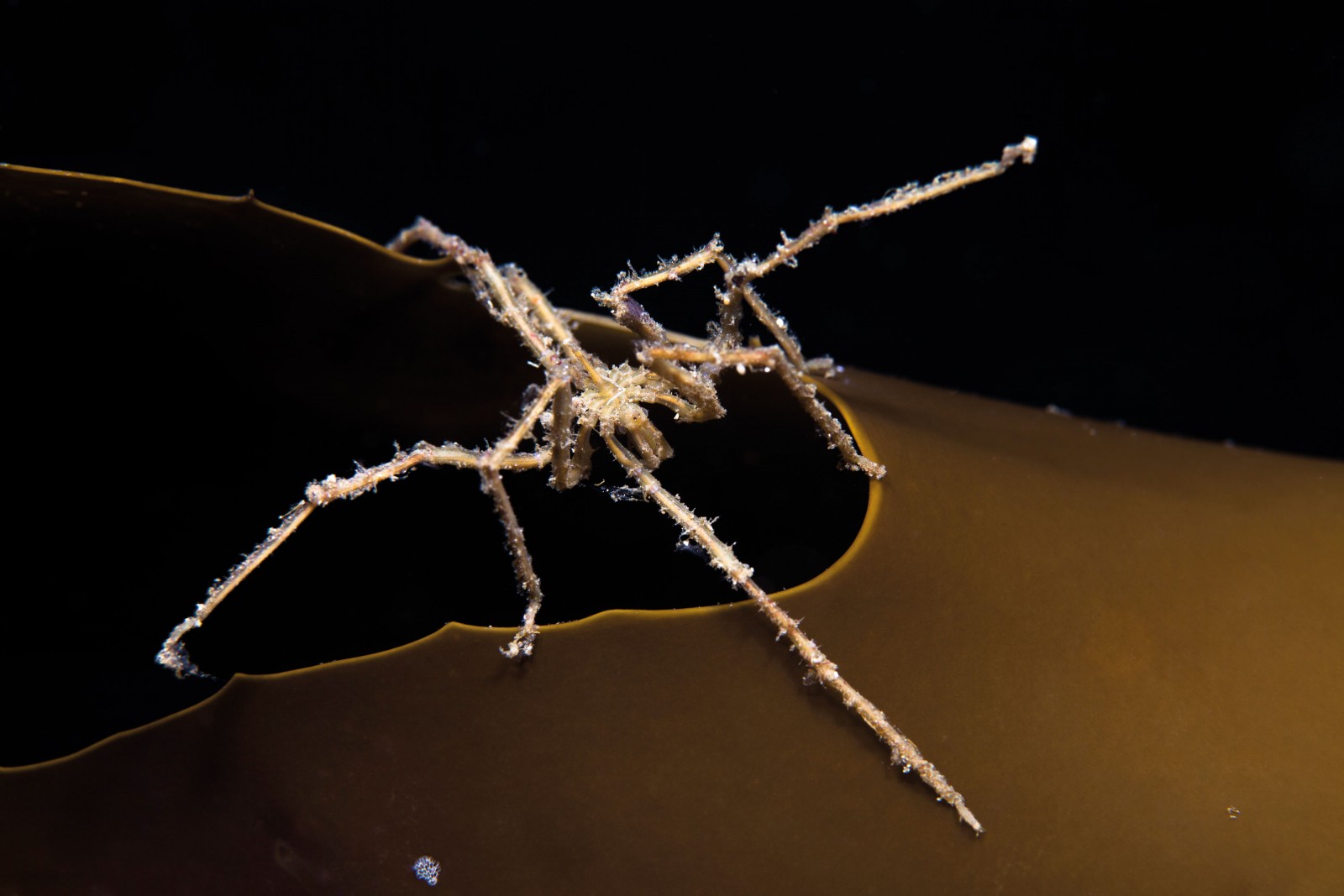 A pycnogonid, or sea spider, clings to the edge of a kelp frond in Dusky Sound. These ancient creatures, which range in size from a millimetre to almost a metre, may be a sister group to terrestrial insects, spiders and crustaceans. Some have mosquito-like feeding habits, inserting their proboscis into a soft-bodied marine organism such as a sea anemone and sucking out body fluids. This species, about the size of a two-dollar coin, has eight legs, but some pycnogonid species have 10 or 12.