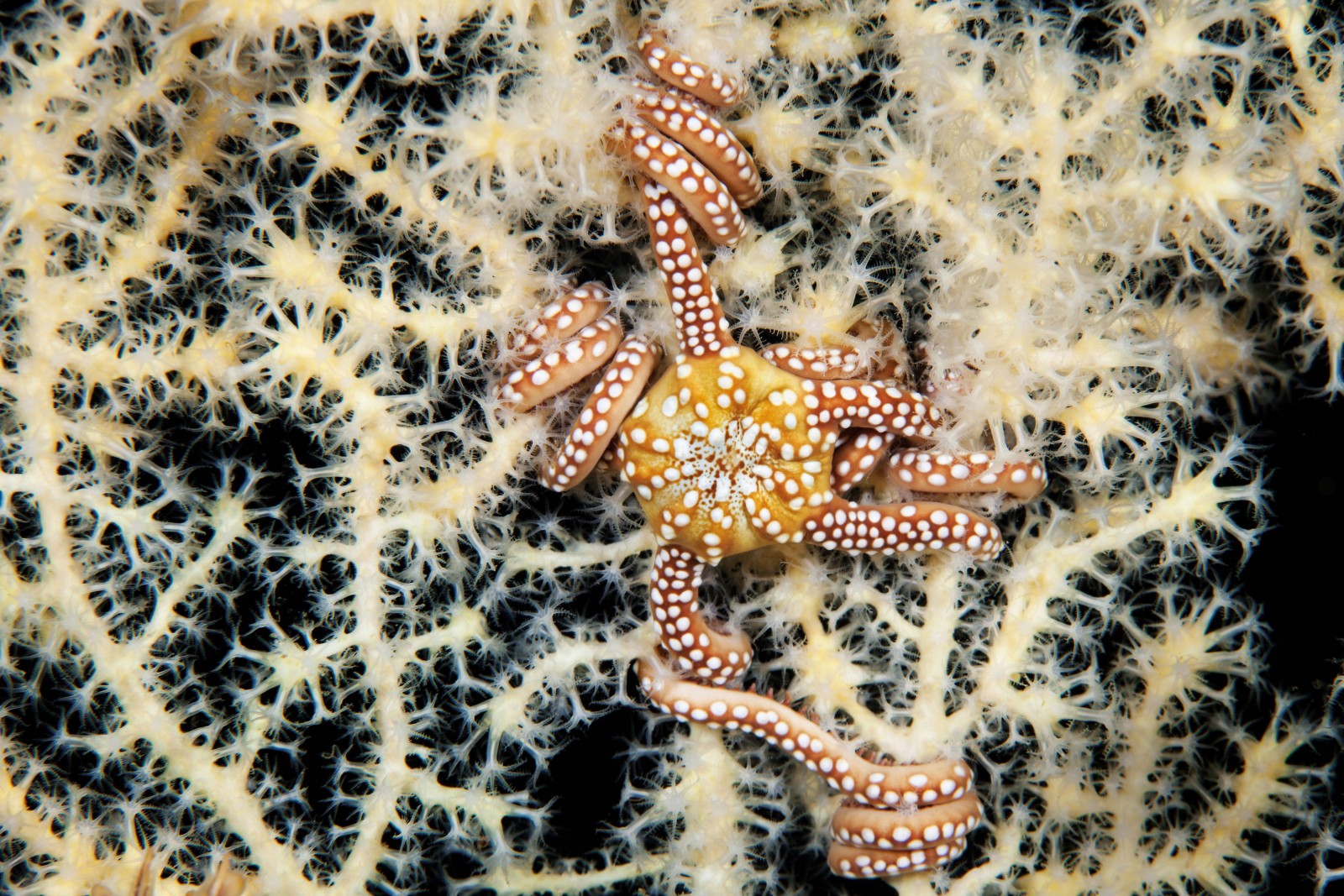 Coiling like an anaconda, a white-spotted snakestar (a type of starfish) twines its arms around the branches of a gorgonian sea fan. But the gorgonian is unharmed by the encounter; in fact, it is not clear that either party benefits or suffers from the embrace. At best, the scavenging, detritus-capturing snakestar (shown here about six times life size) gains a useful perch from which to feed. It uncoils its arms at night and uses its multiplicity of tube feet to trap food matter in the water column and pass it to the mouth. The polyps of the sea fan filter particles that waft past in the current.