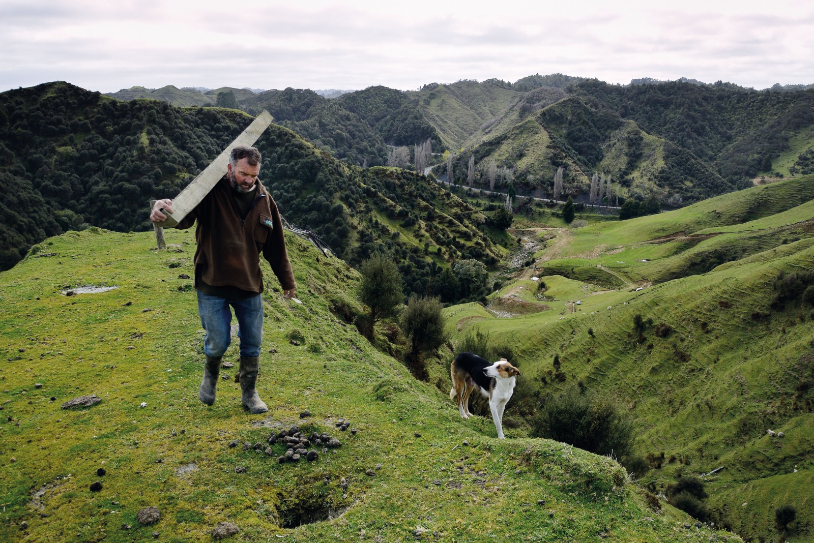 Peter Kennedy prepares post holes above the highway in Tahora. His great-grandfather began clearing these rugged hills with an axe and handsaw in 1906. These days Kennedy lets manuka re-establish on some of the hillsides to tap into the lucrative new honey business. He has also diversified from farming sheep to beef cattle and pigs.