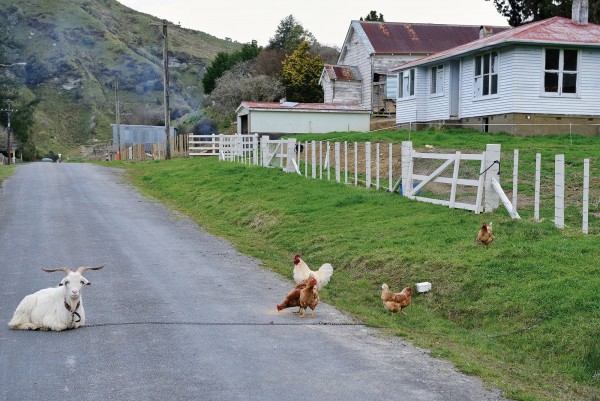 Wandering stock’ takes on a new meaning on a back road in Whangamomona.