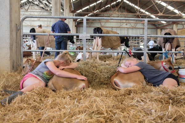 Twins Danielle and Rebecca Rose rest with their twin jersey calves Skittles and M&Ms after a long day at the Wairarapa A&P show. Preparation for show day often starts at six in the morning, when animals are rounded up, loaded into trailers, transported to the show and given a final shampoo, ear clean and hoof scrub before competition begins.