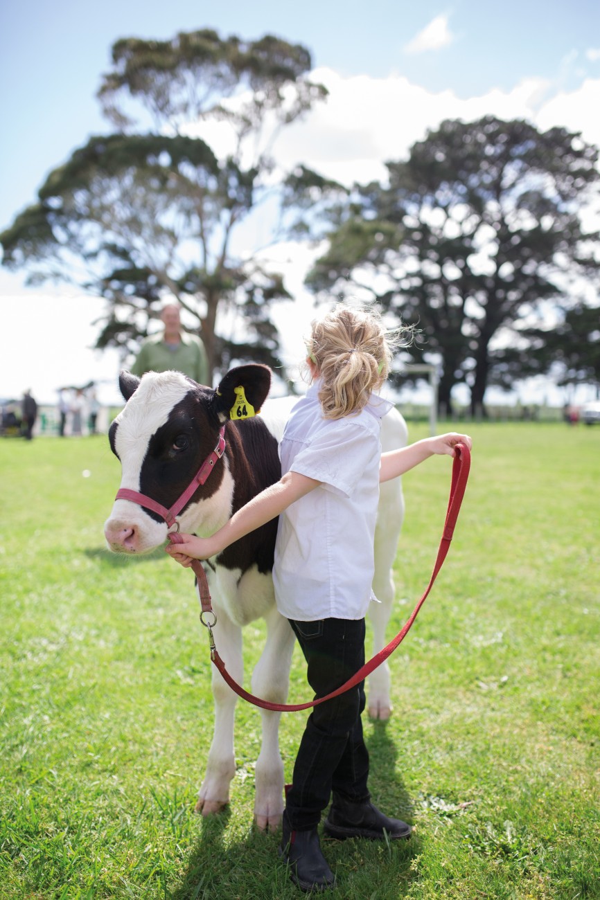 At the South Featherston School pet day, Zara Williams (6) holds her calf Demi while waiting to enter the competition ring. Zara, who won trophies at the last two shows, follows in the footsteps of her parents who breed pedigree cattle, passing on farming knowledge from one generation to the next. 