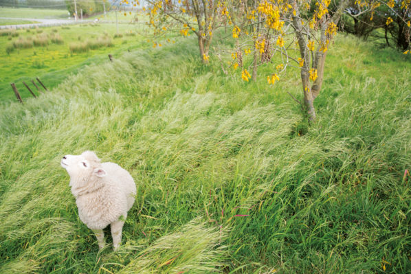 132_petday_header