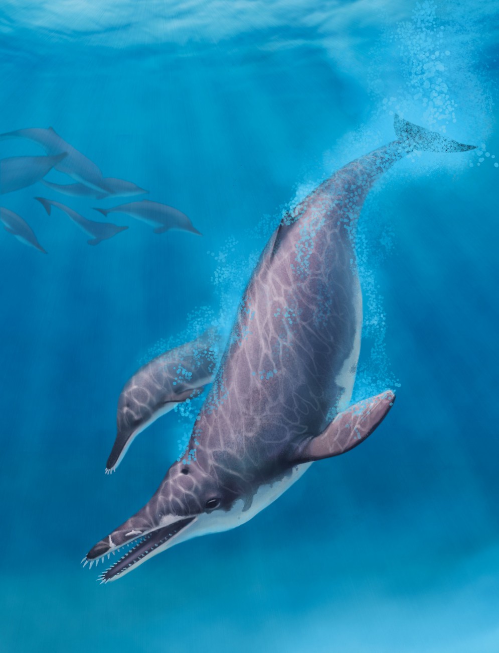 Waipatia maerewhenua, known from a single 600-millimetre-long skull excavated from the North Otago limestone, swam in New Zealand waters around 25 million years ago. Its distinctive forward-pointing arrays of incisors may have allowed the small dolphin to trap fish and squid by snapping its jaws together. The shape of the skull indicates that Waipatia, like modern odontocetes, had a melon-shaped skull which facilitated echolocation as a hunting strategy. First described by Ewan Fordyce, the skull held at Otago University is the type specimen for an entirely new family of ancient dolphins and received significant attention from the international science community.