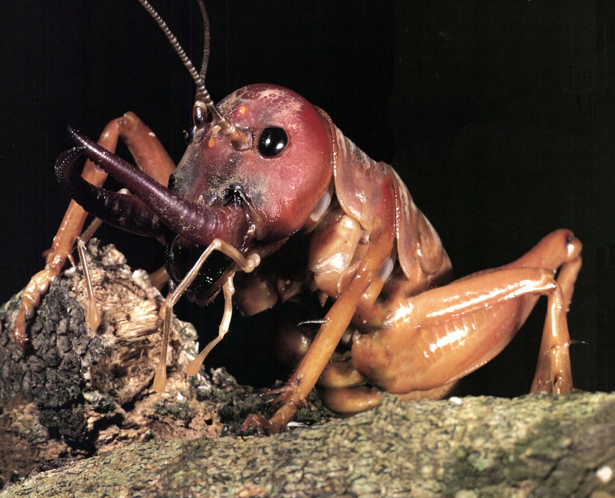 The demon grasshoppers  New Zealand Geographic