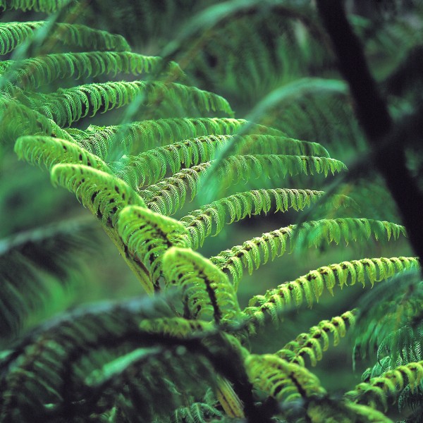 To the casual visitor, it is often the large and abundant tree ferns that are the most striking feature of New Zealand's forests. Eight species occur on the mainland and a further two are restricted to the Kermadec Islands. The black tree fern or mamaku, Cyathea medullaris,