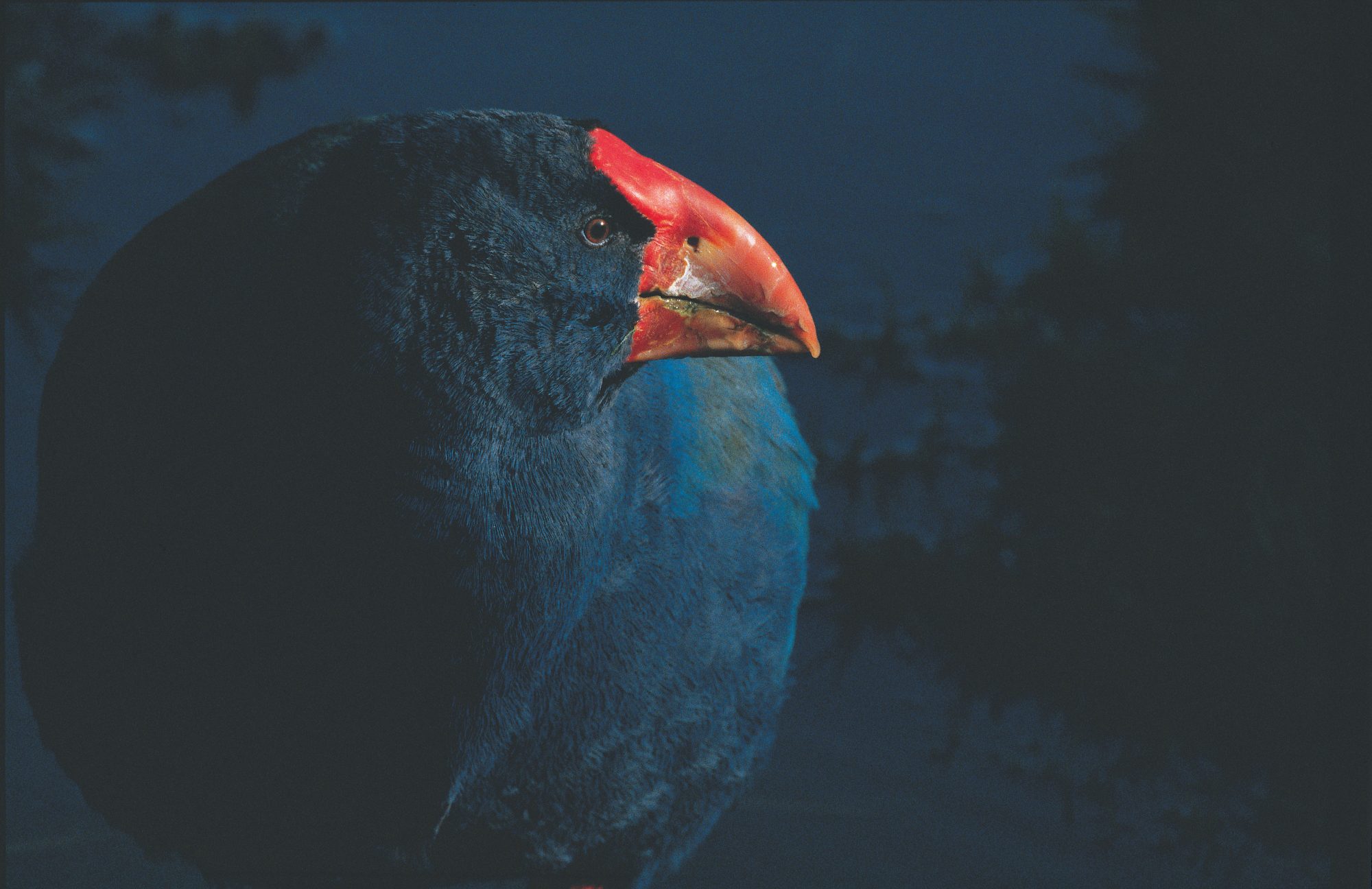 Takahe - the bird that came back from the dead | New Zealand Geographic