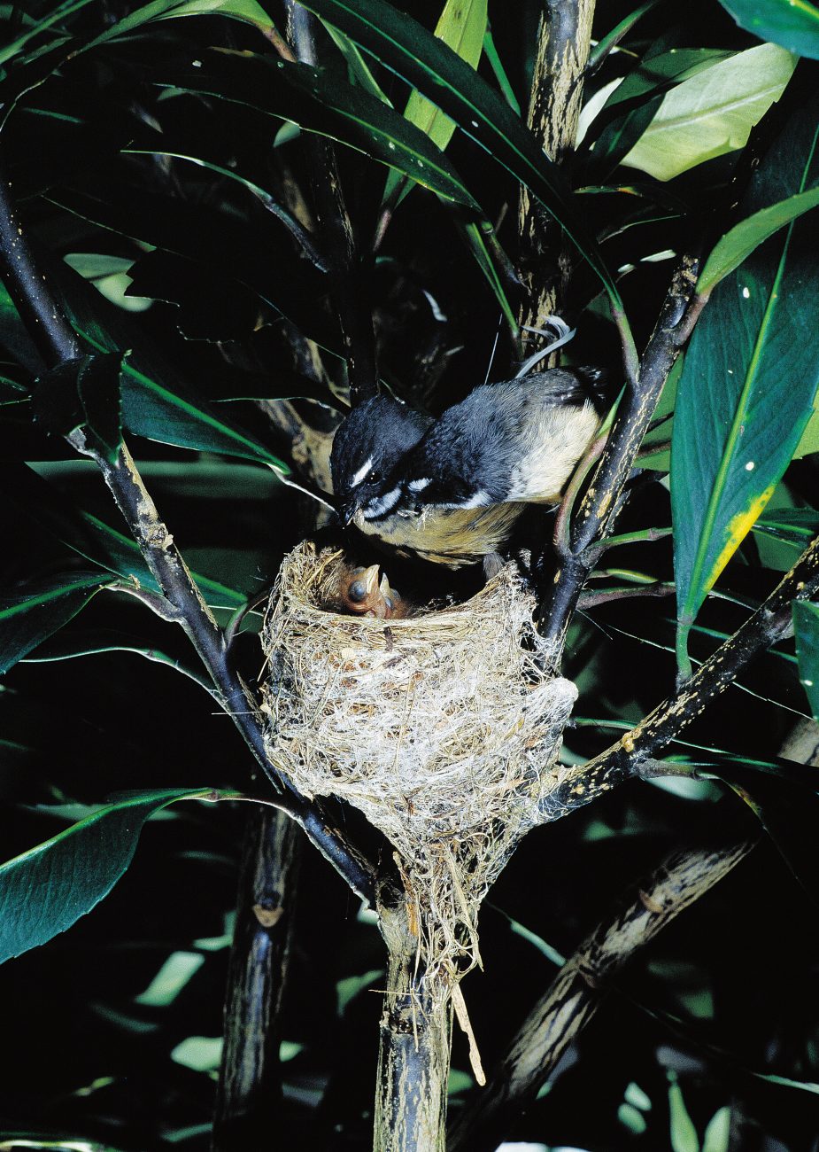 Fantails are prolific breeders or at least they try to be. Clutches of two to five eggs are laid, and up to five clutches may be produced in a season. Incubation, a task shared by both parents, takes about 14 days, and another fortnight passes before the young fledge and leave the nest.