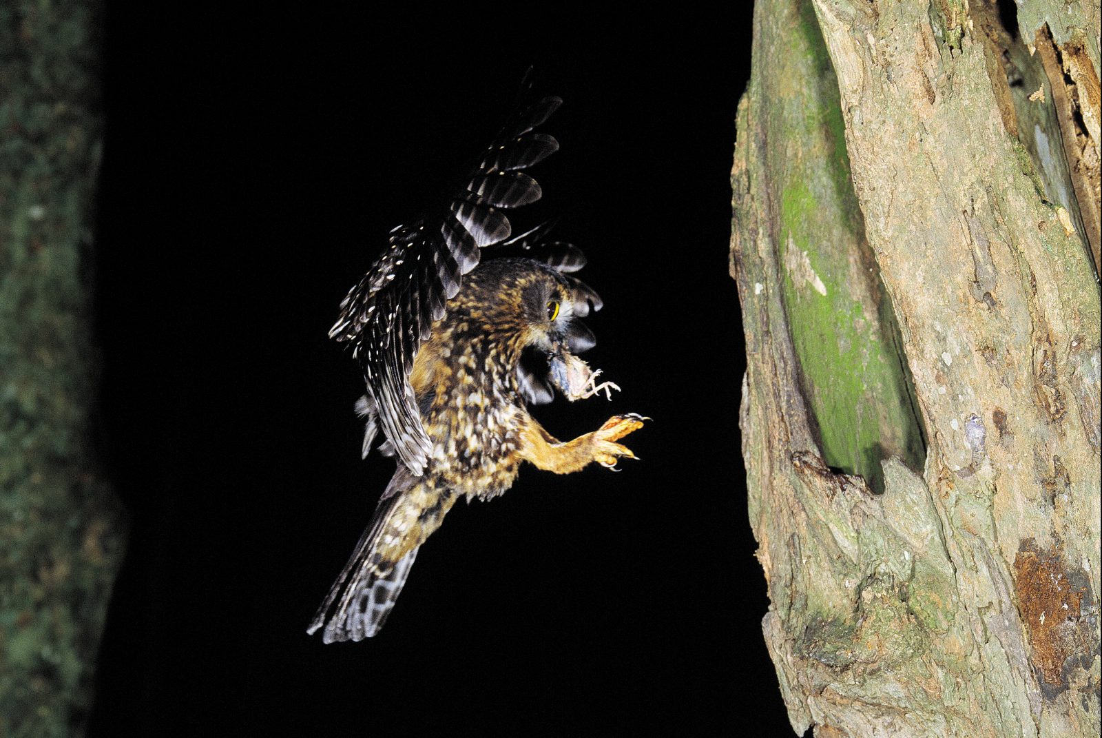 Moreporks seize only a small number of adult fantails but take many nestlings. Compared with the carnage wrought by ship rats, their predations are modest. Like moreporks, rats hunt by night, a time when females are often nest-bound, incubating eggs or chicks, and therefore highly vulnerable.