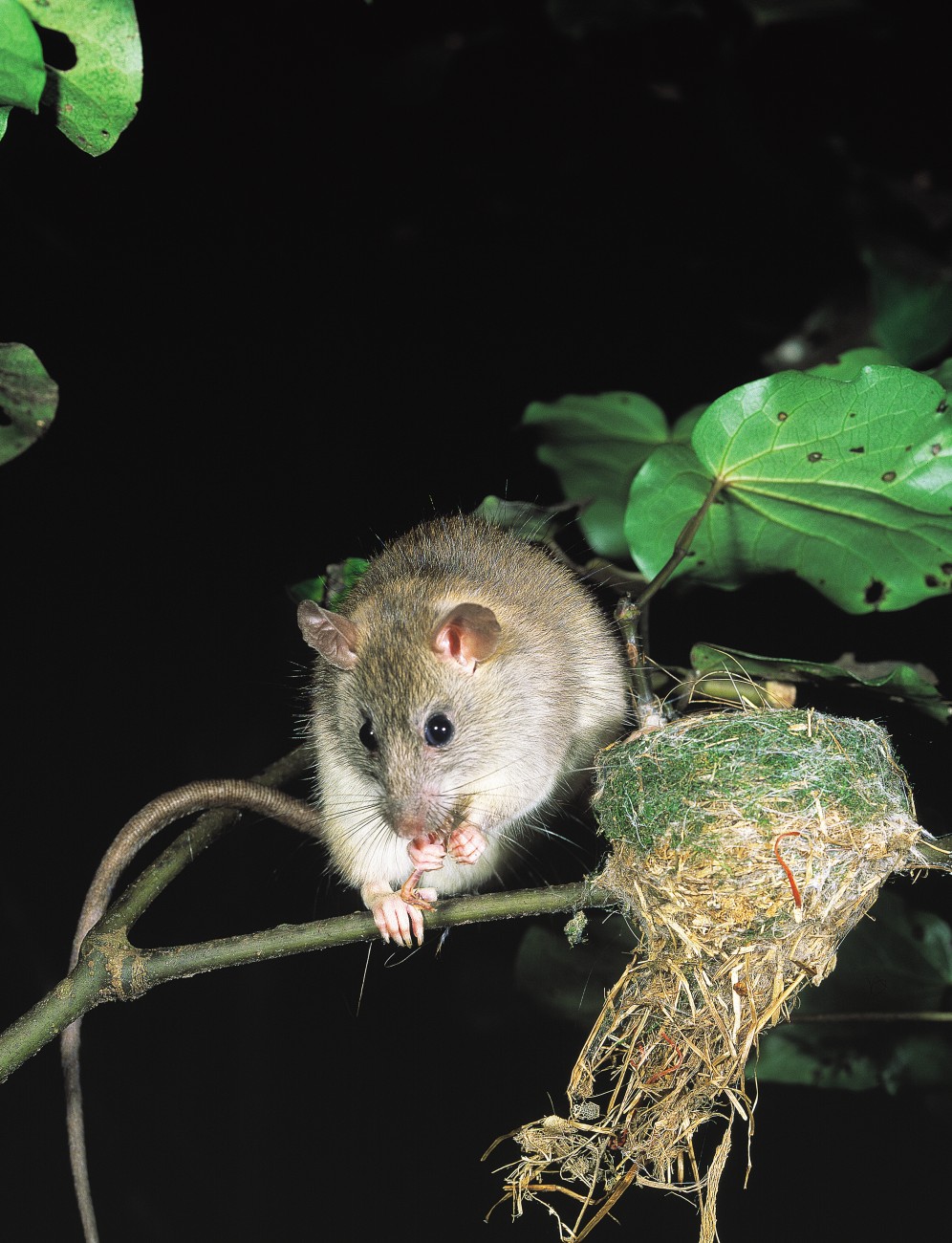 On its last leg, this rat will soon be looking for more. Meanwhile, the bereaved fantail parents will set about building a new nest, although it is a good bet that their next clutch will meet a similar fate. Many small native birds face the same threat. Little wonder the glorious dawn chorus which once astonished visitors to our forests has been replaced by a sepulchral silence.