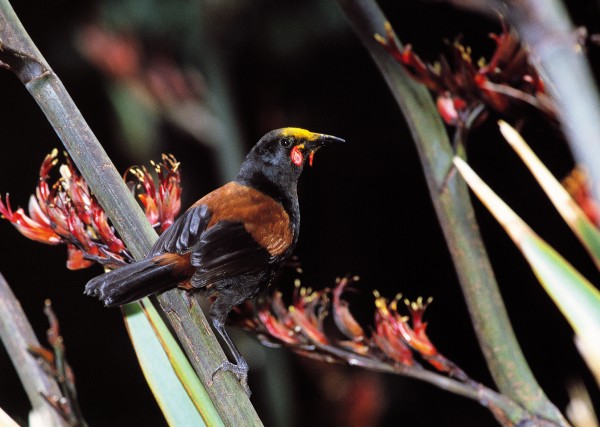 In 1869, saddleback, or tieke, were described as "very common" on Little Barrier, but by 1882 they had all but to have accounted for the demise of the birds, which like to roost on or near the ground. Once cats were eliminated in 1980 (the culmination of a battle that started seriously in 1968), the island was declared "safe," and saddlebacks were reintroduced from Cuvier Island in 1984. They have since thrived. The bird pictured above has acquired a flax-pollen "bonnet."