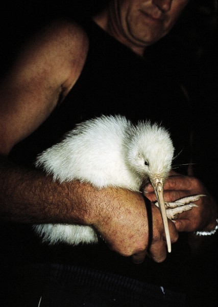 Amongst Hauturu's many North Island kiwi are several white individuals, apparently a strain that has been present on the island for many years. An attempt was made to introduce the South Island great spotted kiwi in 1915, when 19 birds were liberated, but they soon died out.