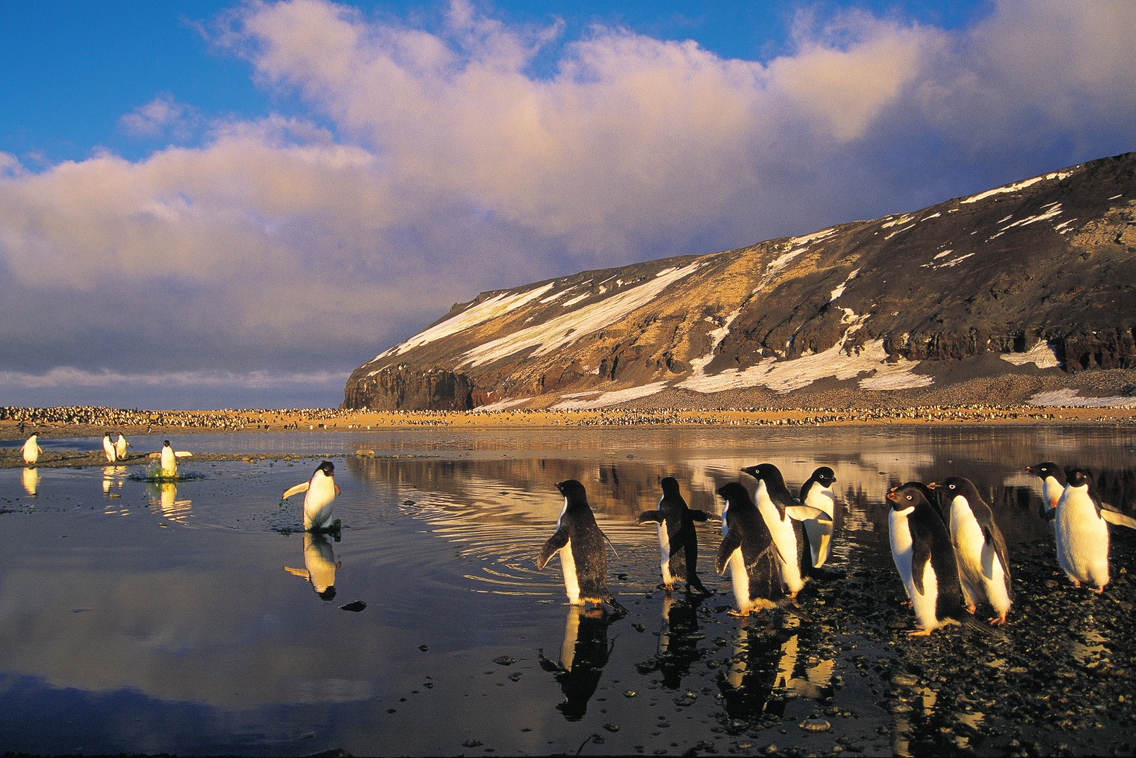 Stubby penguin legs get plenty of use during the breeding season as the birds waddle across shore and ice to reach the seas where they feed. Here, at Cape Adore, they negotiate a pond created by melting ice.