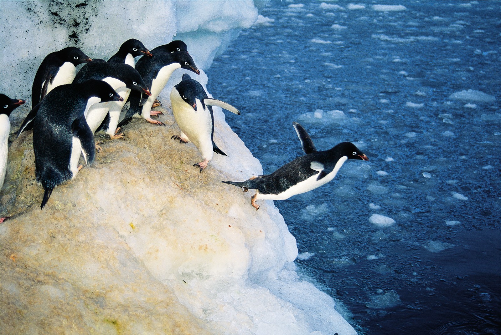 Taking the plunge seems no easier for Adelies than it is for humans, although their hesitancy has nothing to do with the cold: leopard seals, which patrol the waters adjacent to the colonies, prey on them. Obtaining food for growing chicks may require each parent to make up to 40 food-gathering forays a season, and each trip will entail running the predator gauntlet.