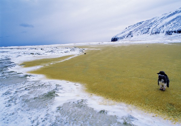 By late February, the huge Cape Adare rookery is almost deserted as cold weather returns. The only birds left are those which have grown too slowly to fledge with the main group, and they are unlikely to survive now their parents—and food supply—have gone. Although in northern parts of the Adelie's range, around the Antarctic Peninsula, populations have declined over the past 50 years as sea temperatures have risen, southern populations, such as the ones in the Ross Sea region, are stable or growing.