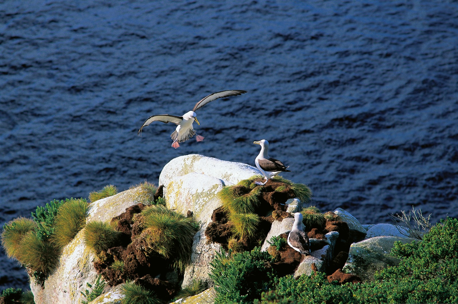 Like teenagers at the mall, young albatrosses—pre-breeders—hang out on convenient promontories to socialise. From the time they return to their birth island (at around age six to seven) to the time they enter the breeding population (nine at the earliest) they spend several months of the year at the breeding colonies, interacting with each other. In part, this island-based segment of their year enables them to learn the location of feeding areas they will use as breeders, and to become efficient foragers. It also brings them into contact with other “singles,” one of which is likely to become a future mate.