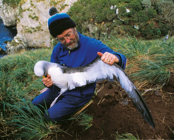 Paul Sagar, of the National Institute of Water and Atmospheric Research, has been studying southern Buller’s albatrosses for the past 10 years as part of an international project to assess the impact of fishing operations on seabird populations. He stretches out a wing to check for wear on the flight feathers.