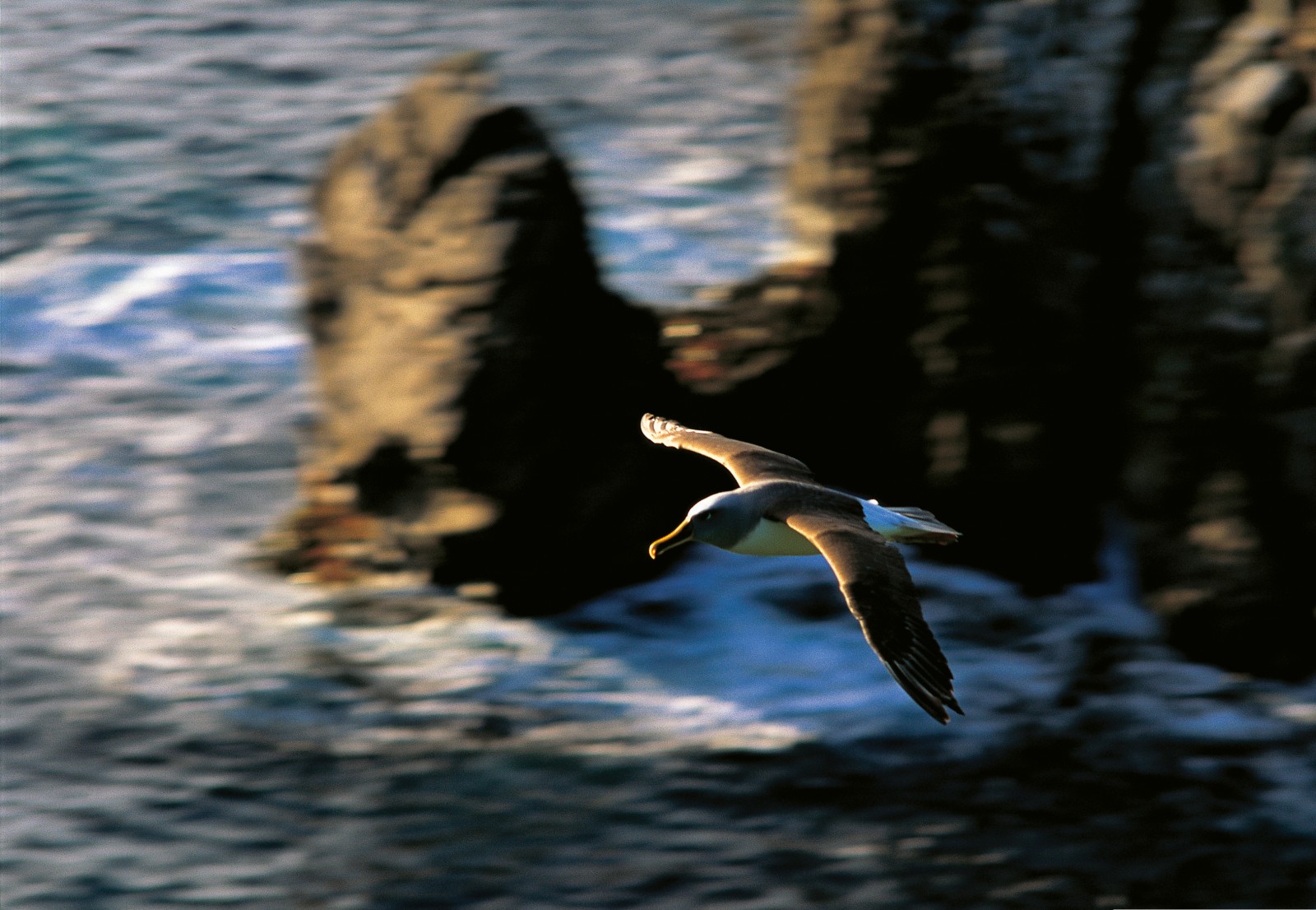 Southern Buller’s albatrosses are consummate aeronauts, capable of flying at speeds approaching 100 km/h (given a strong tail wind) and covering thousands of kilometres in a single trip. One bird, tracked flying from New Zealand to Chile, covered the distance of around 10,000 km in 10 days. The wings, which span up to 2.2 metres, are surprisingly delicate, hence the danger posed by fishing vessels. If an albatross flies into a trawl wire at speed, it will almost certainly break a wing bone and crash into the sea.