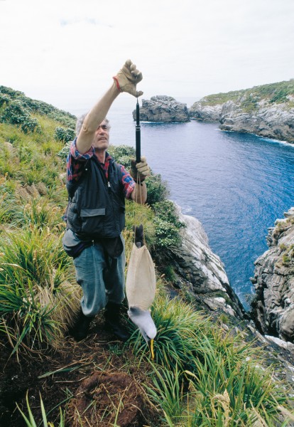 Weighing, measuring and band checking are all part of Te Papa ornithologist Jean-Claude Stahl’s daily routine on the Snares. Weight (between 2 and 3.5 kg) is an indication of the bird’s condition, while measurement of the depth of the bill and width of the tarsus (ankle) establish the sex of the birds with almost 100-per-cent accuracy.